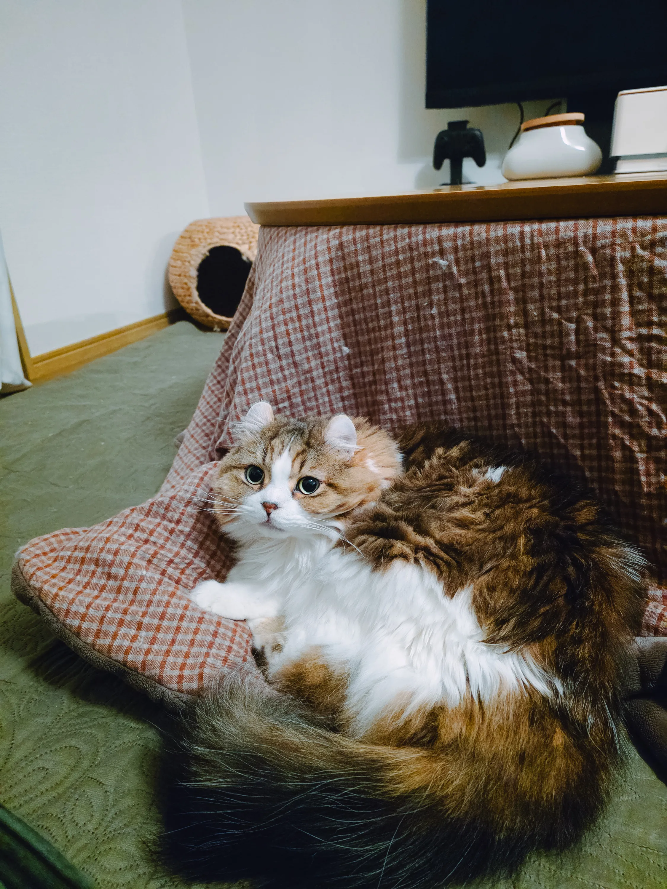2026 — 01 — 05に撮影したあおの写真