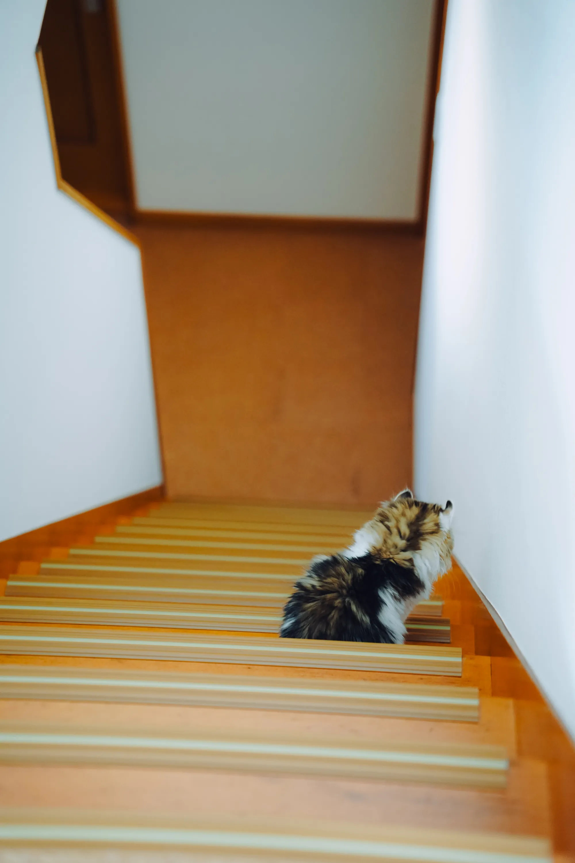 2022 — 03 — 13に撮影したあおの写真