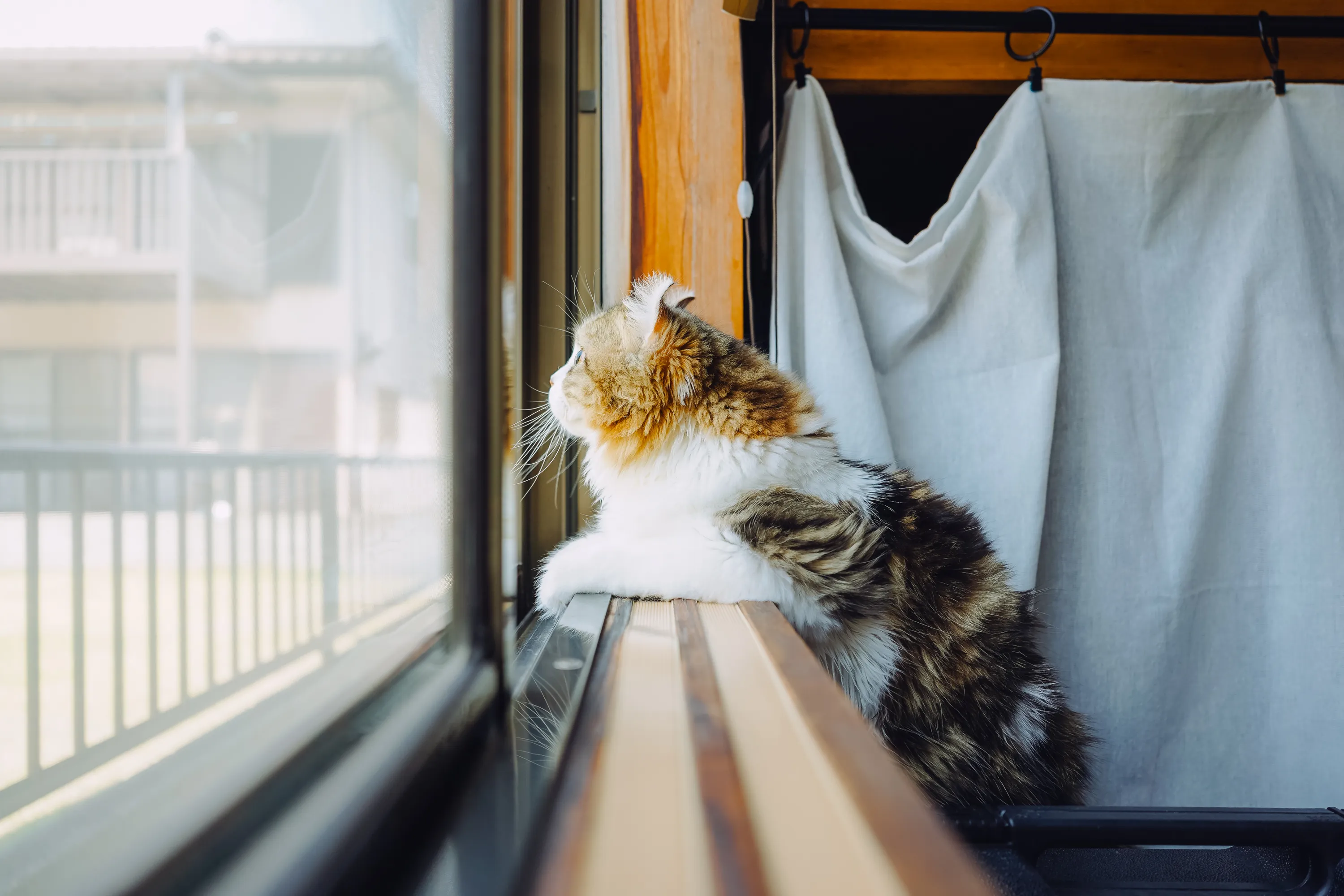 2022 — 06 — 10に撮影したあおの写真