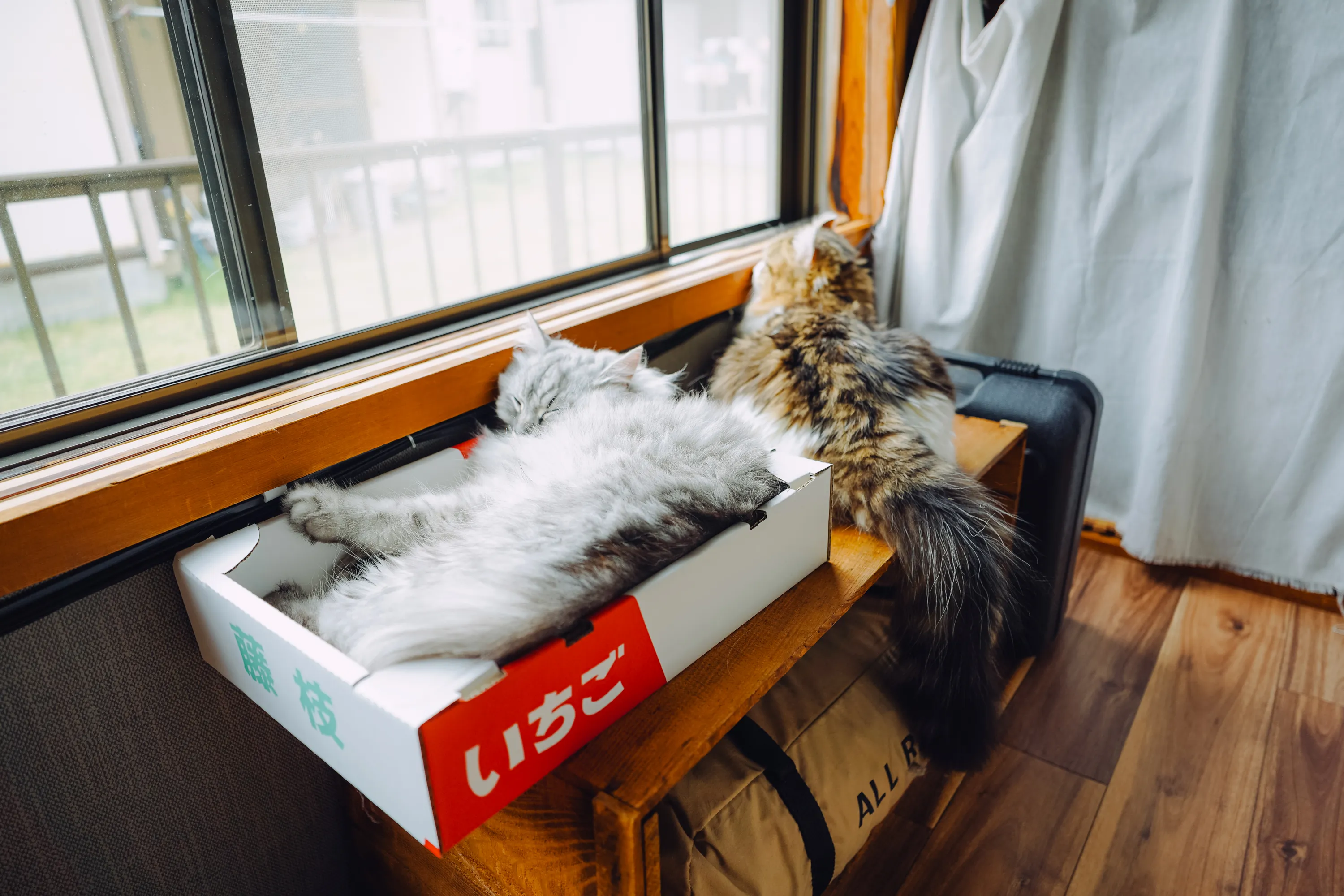 2022 — 06 — 11に撮影したうみとあおの写真