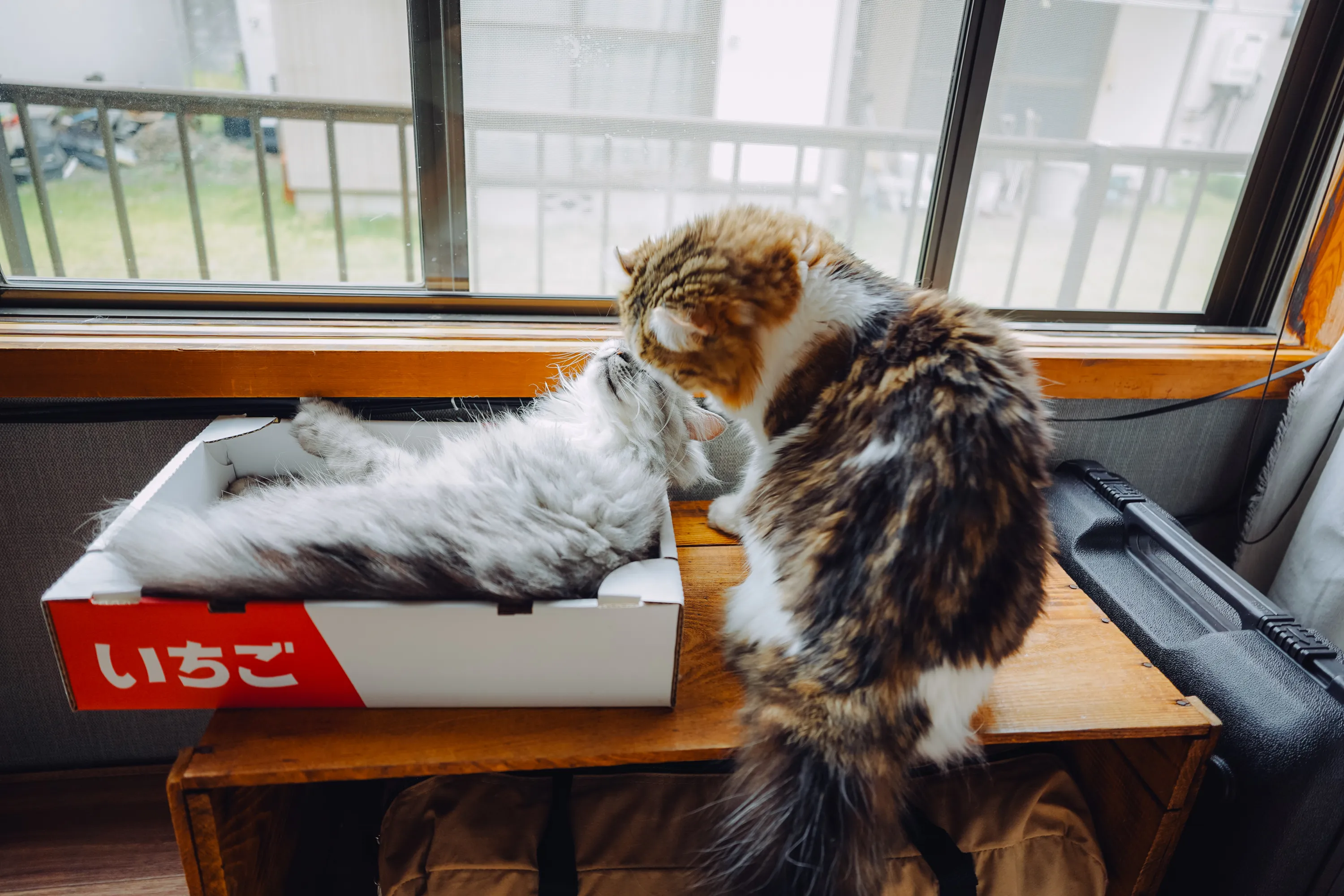 2022 — 06 — 11に撮影したうみとあおの写真