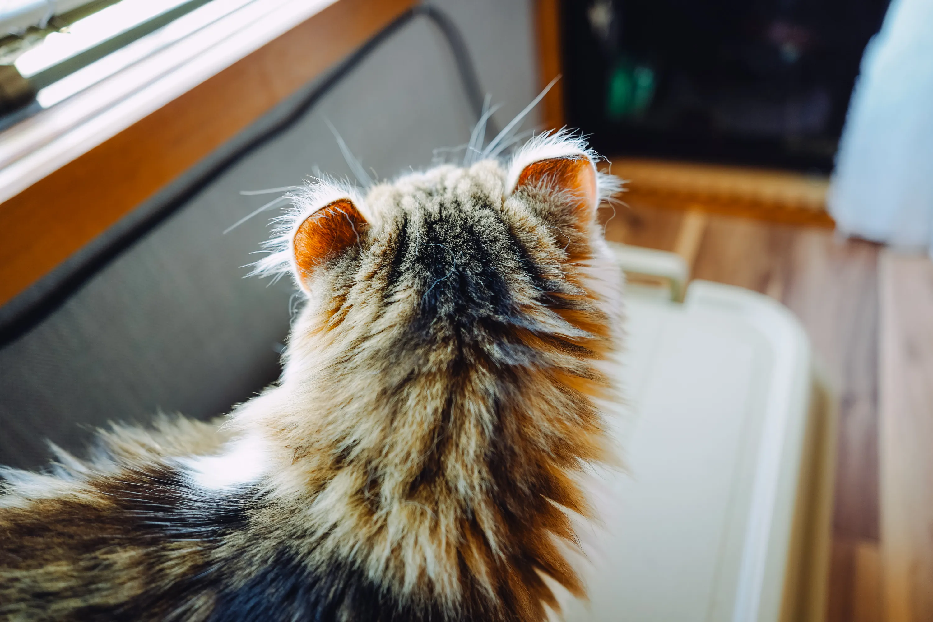 2022 — 09 — 11に撮影したあおの写真