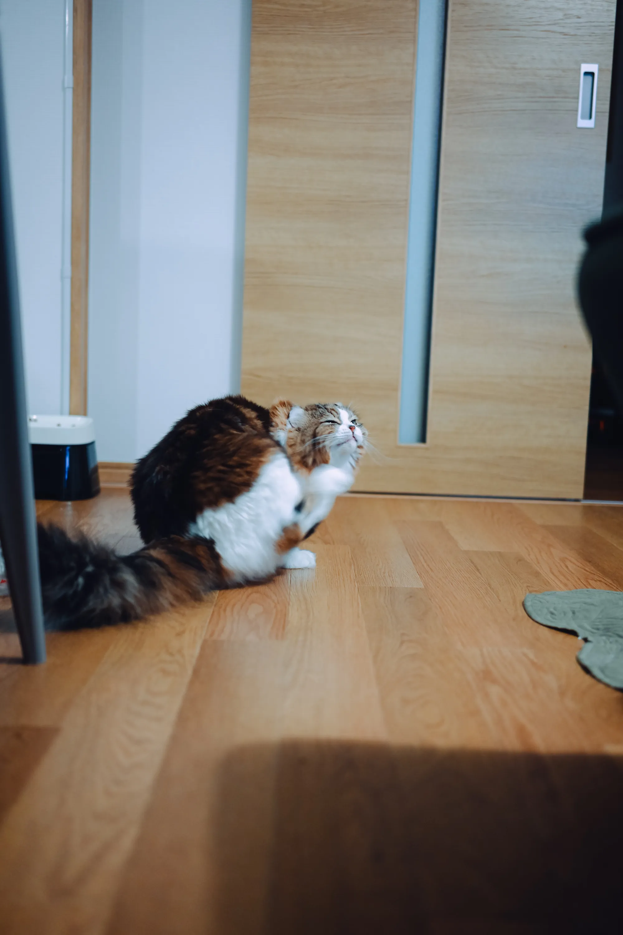 2024 — 12 — 24に撮影したあおの写真