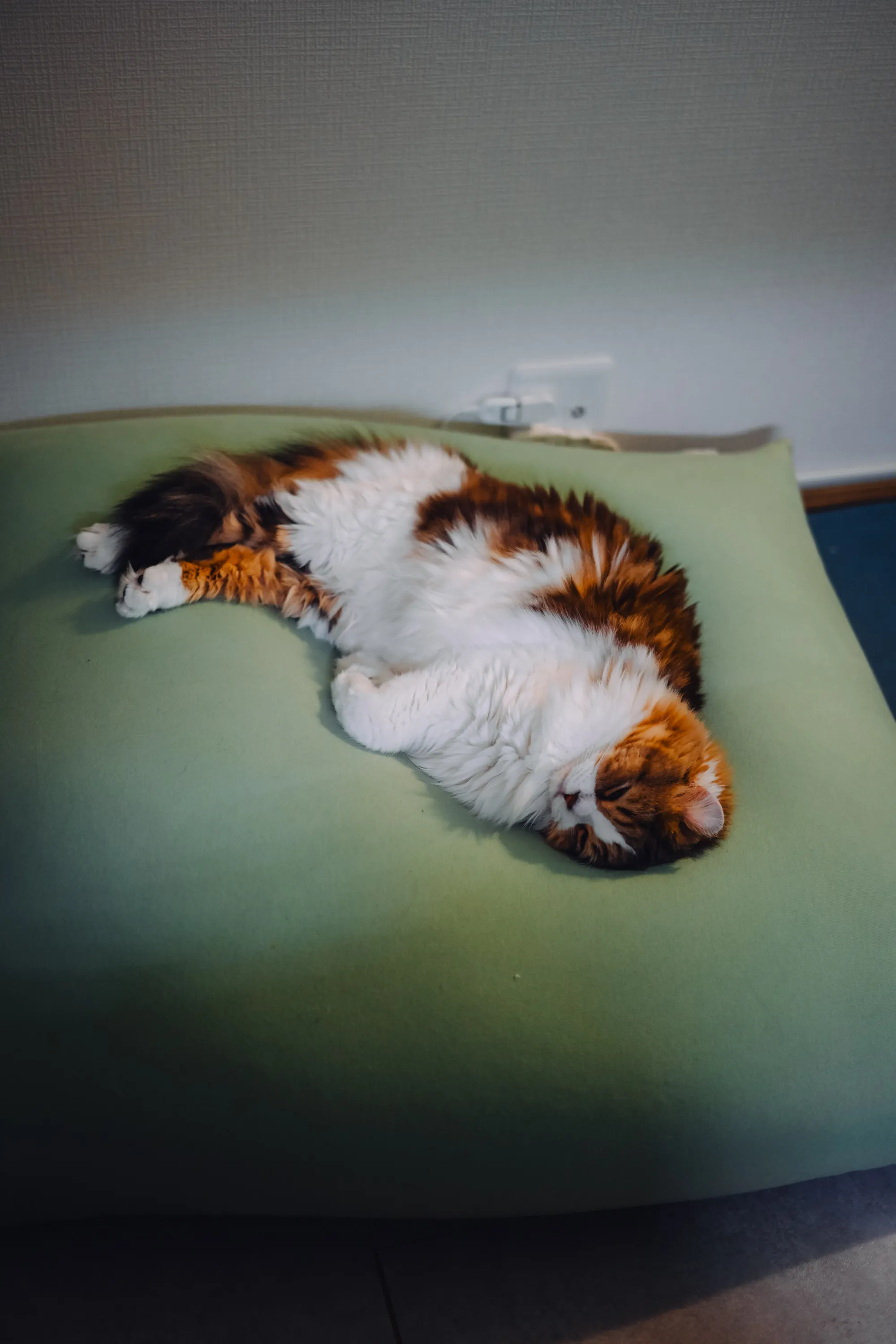2026 — 01 — 30に撮影したあおの写真