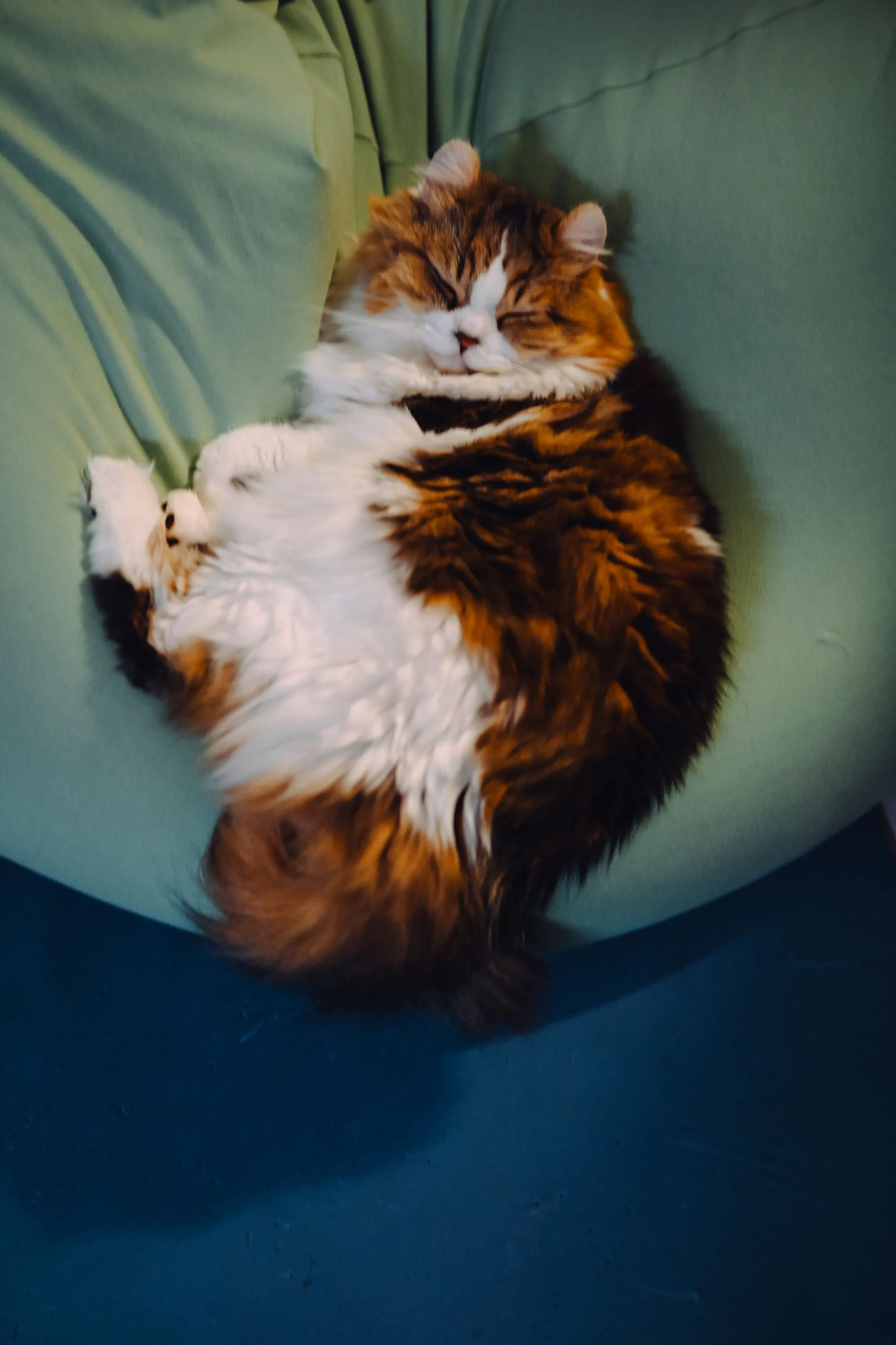 2026 — 02 — 01に撮影したあおの写真
