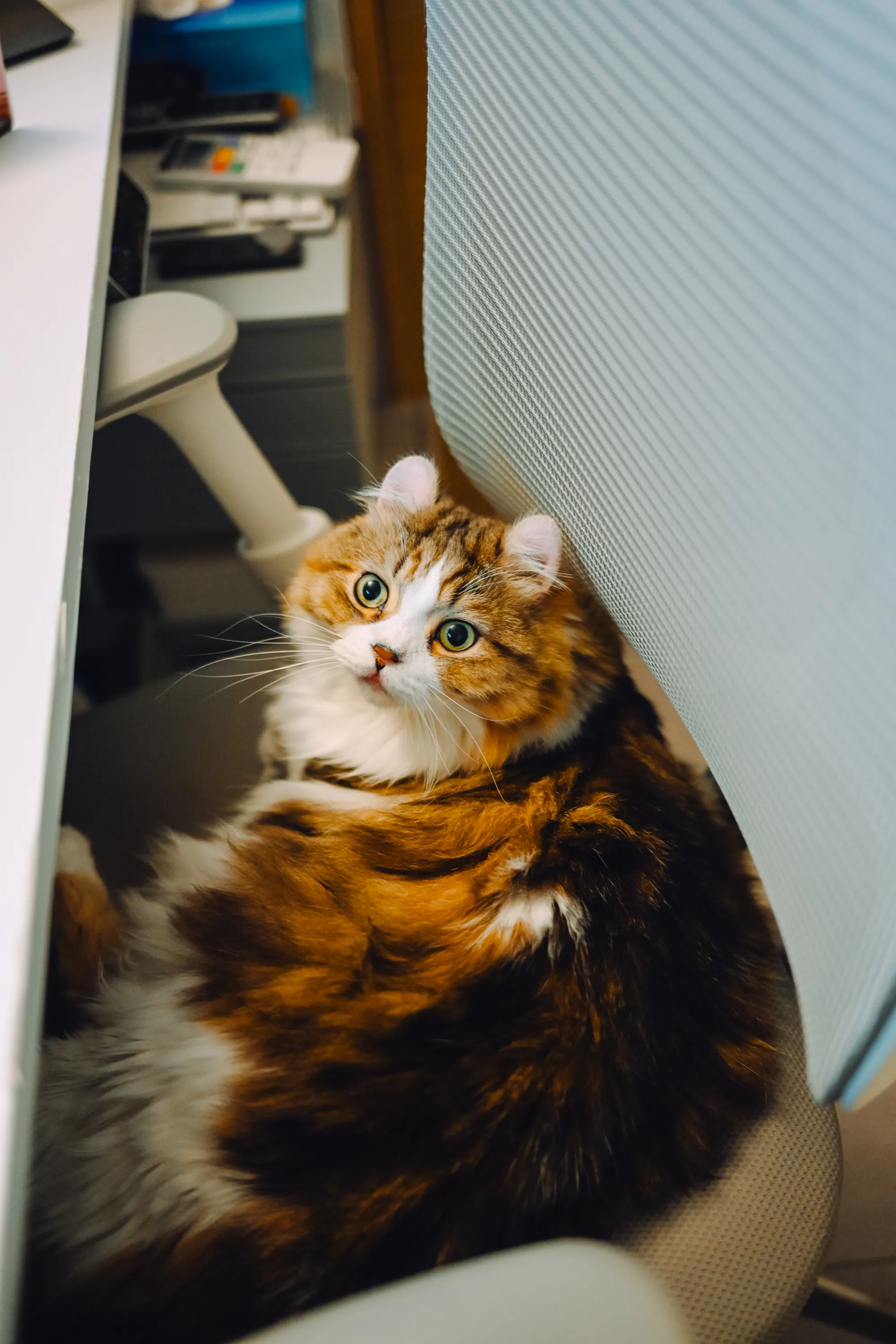 2026 — 08 — 18に撮影したあおの写真