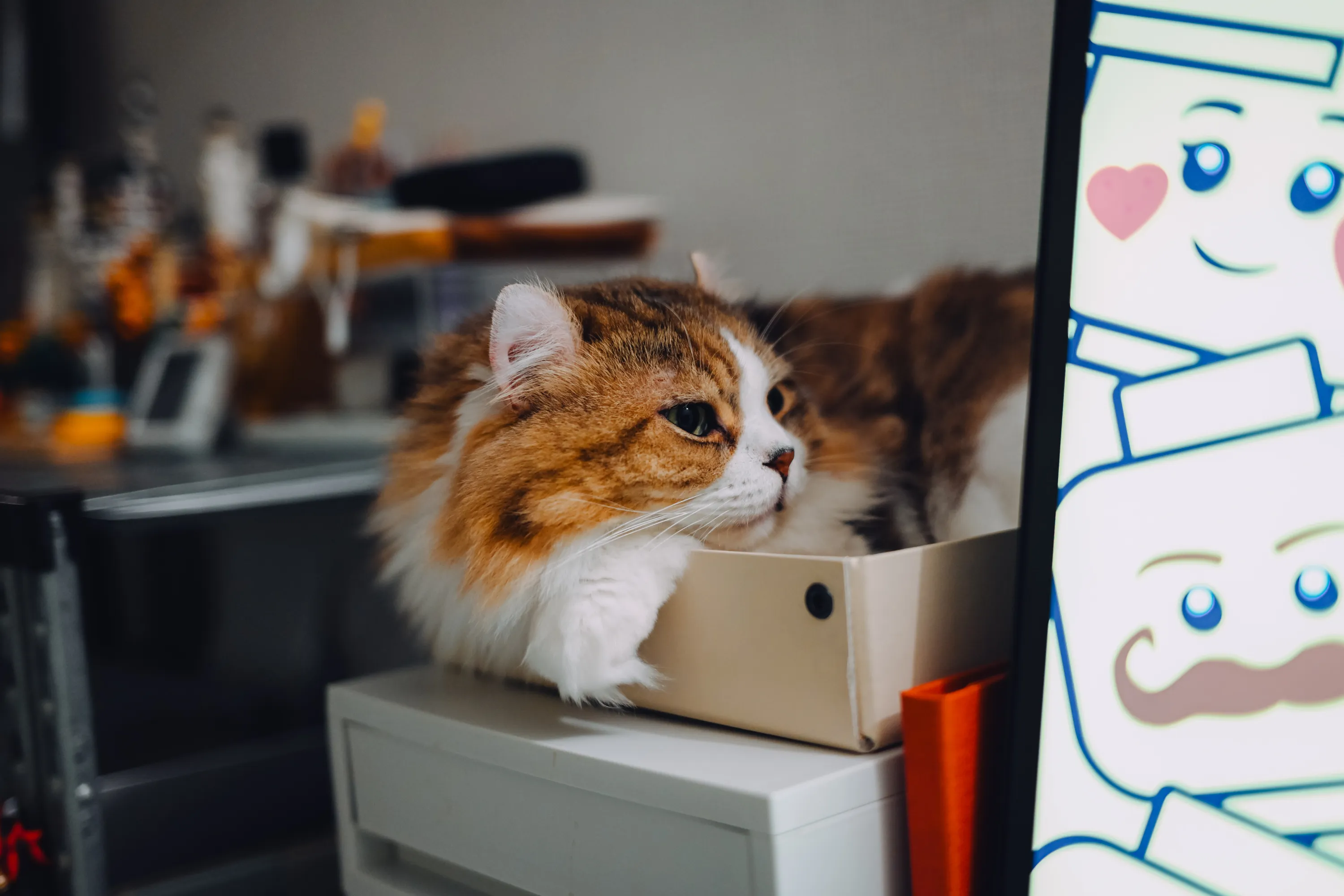 2026 — 08 — 18に撮影したあおの写真