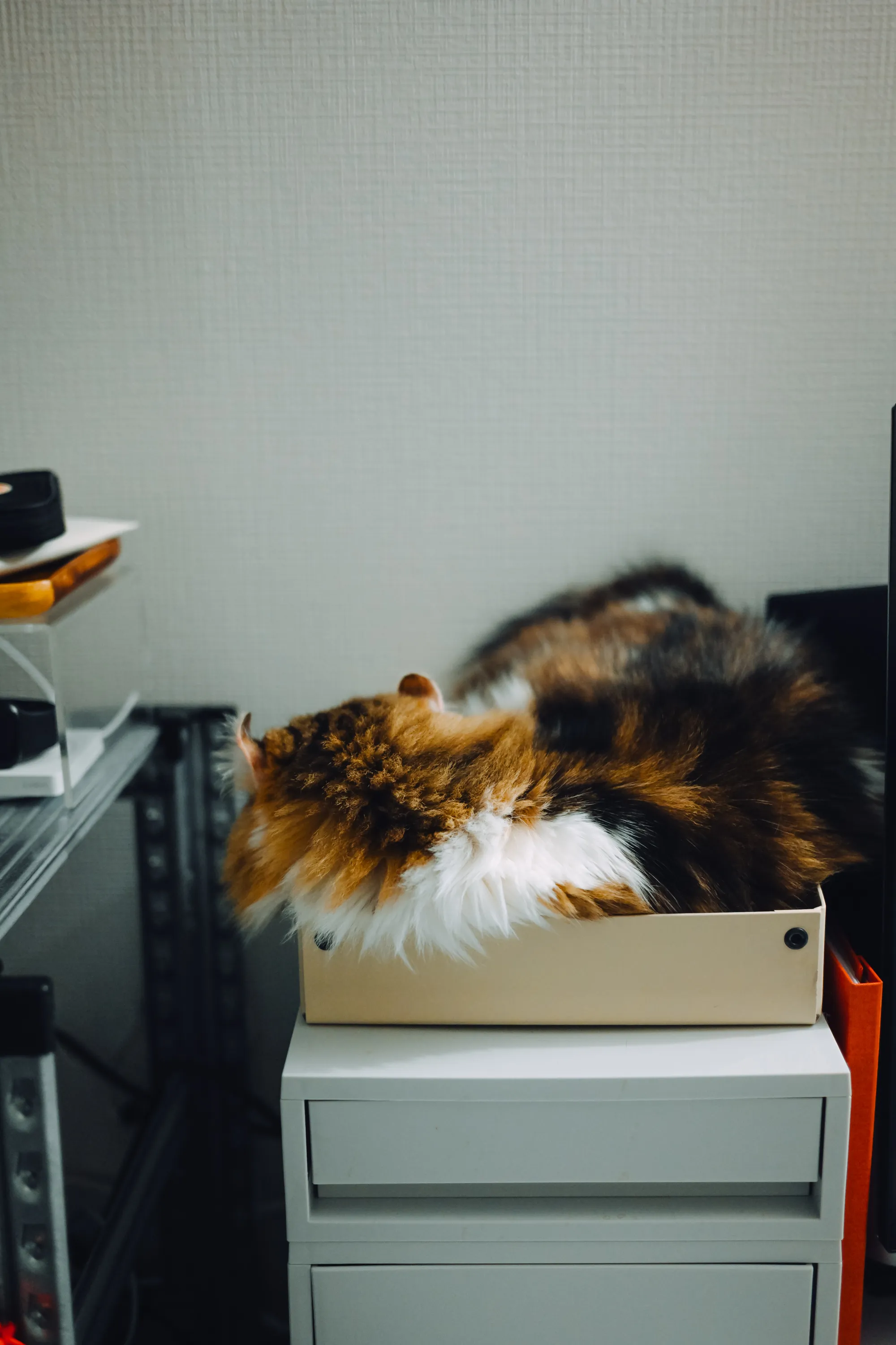 2026 — 08 — 18に撮影したあおの写真