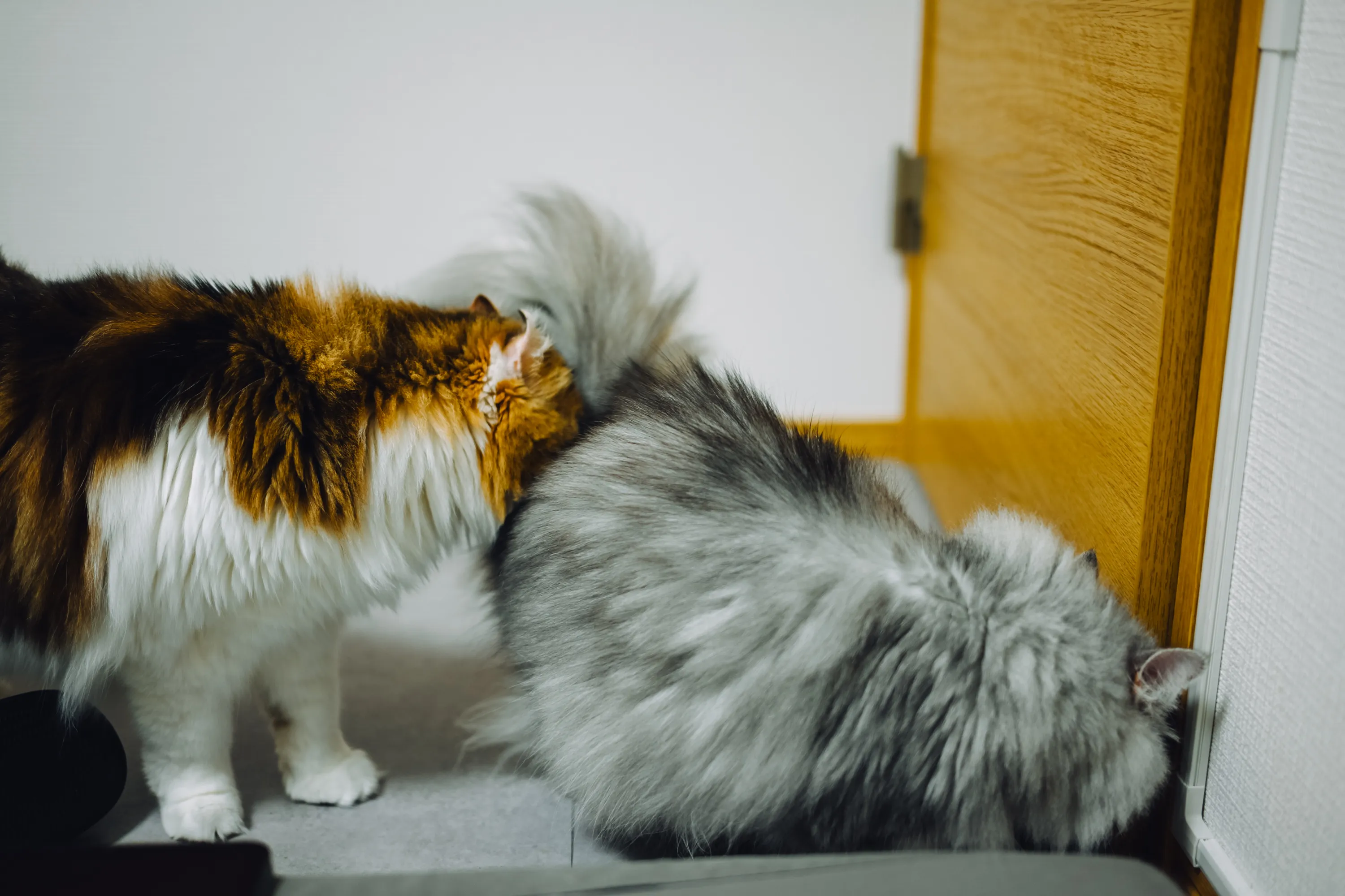 2026 — 08 — 22に撮影したうみとあおの写真