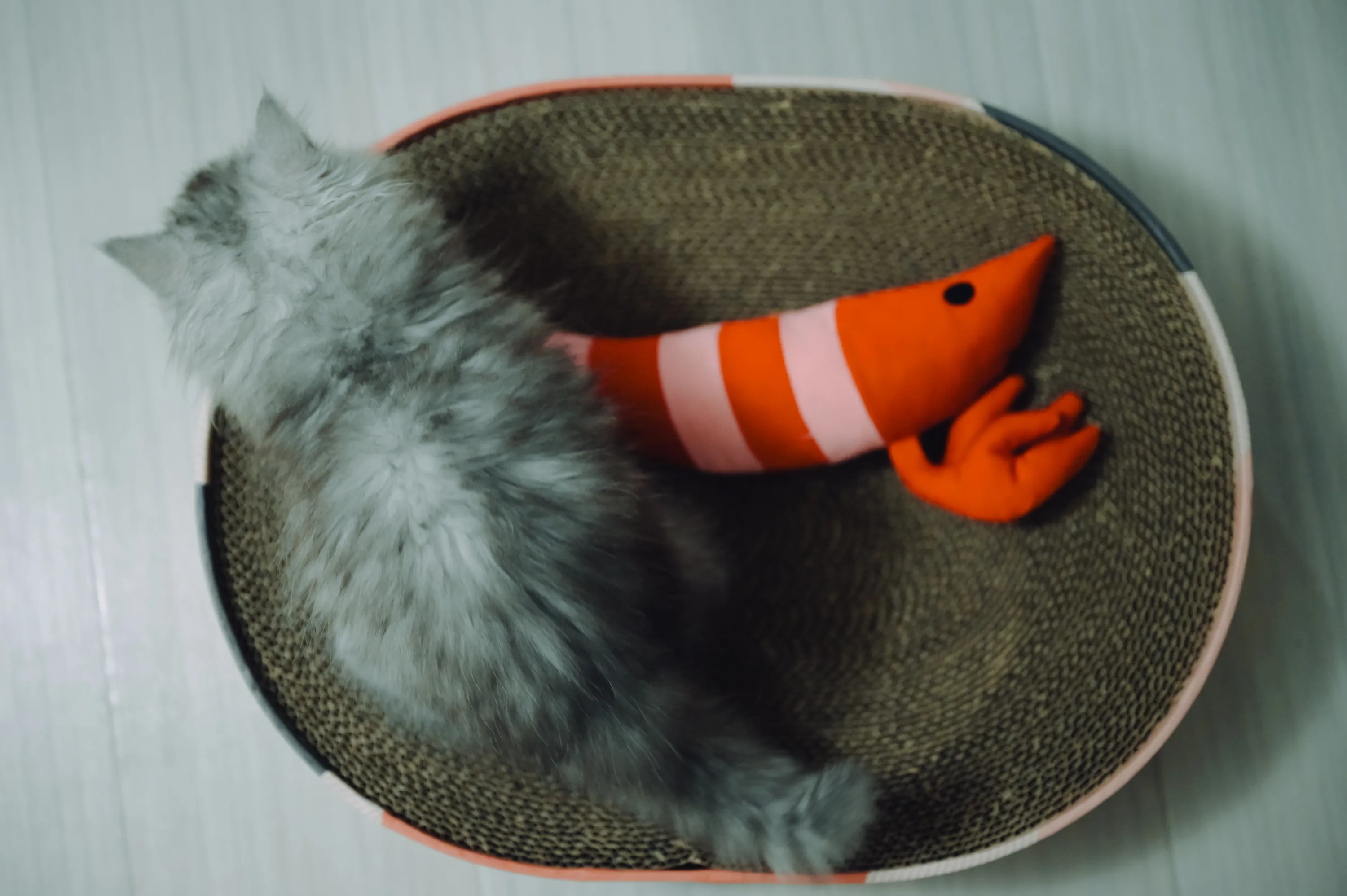 2021 — 02 — 19に撮影したうみの写真