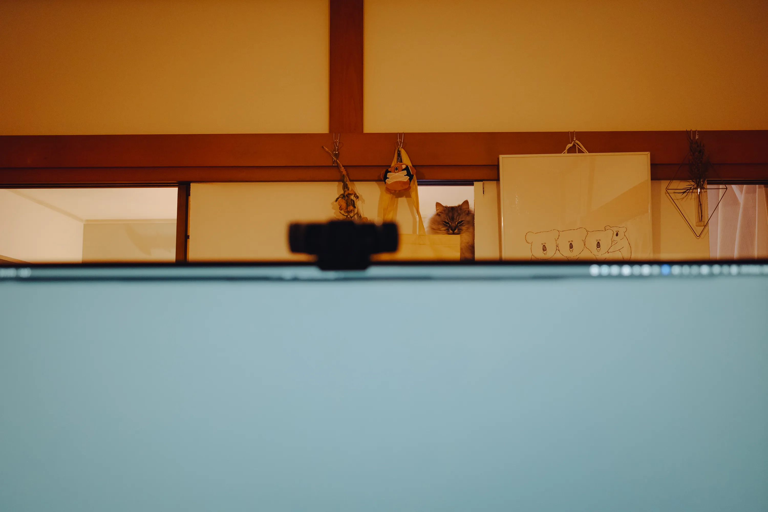 2023 — 01 — 17に撮影したあおの写真