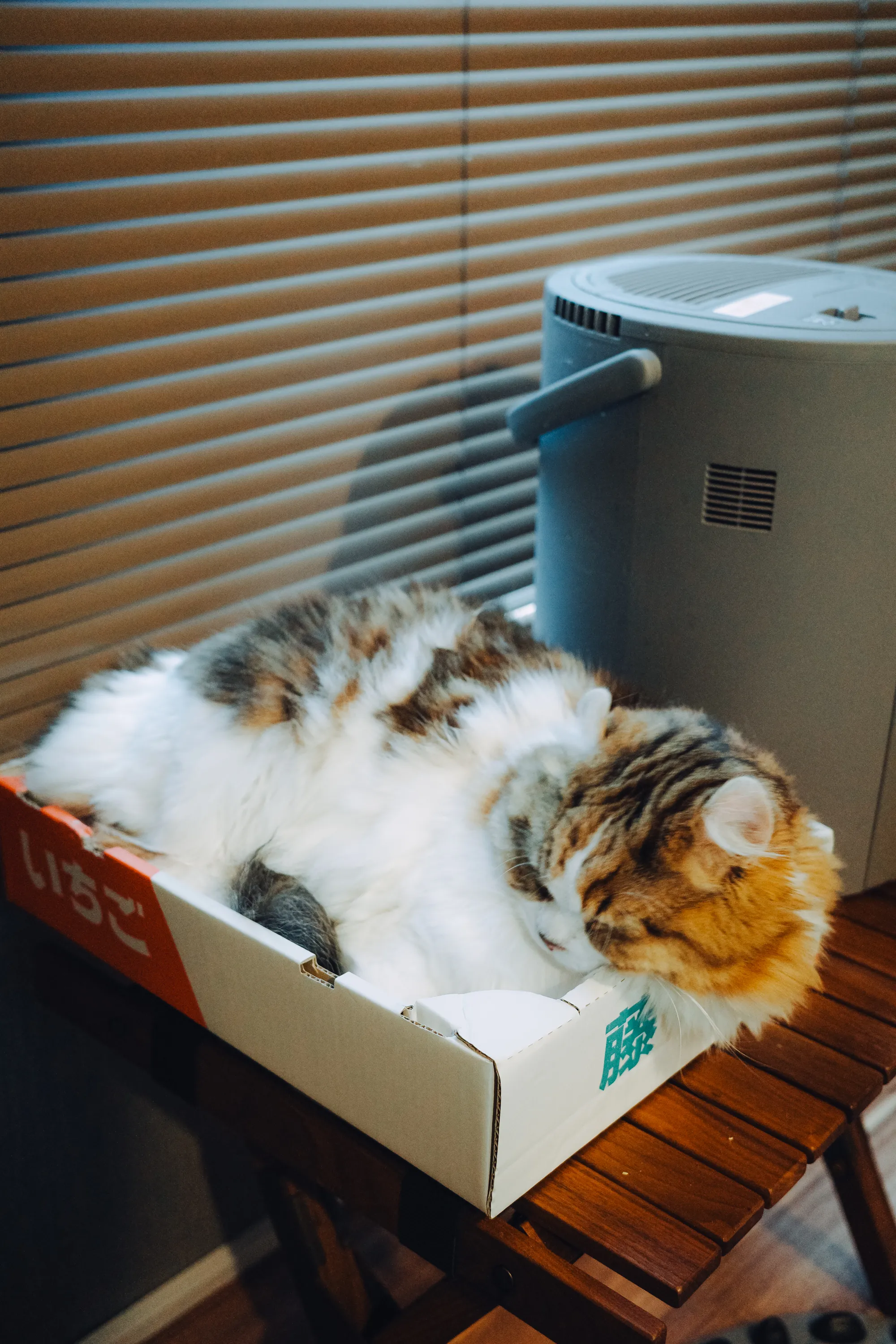 2023 — 03 — 12に撮影したあおの写真