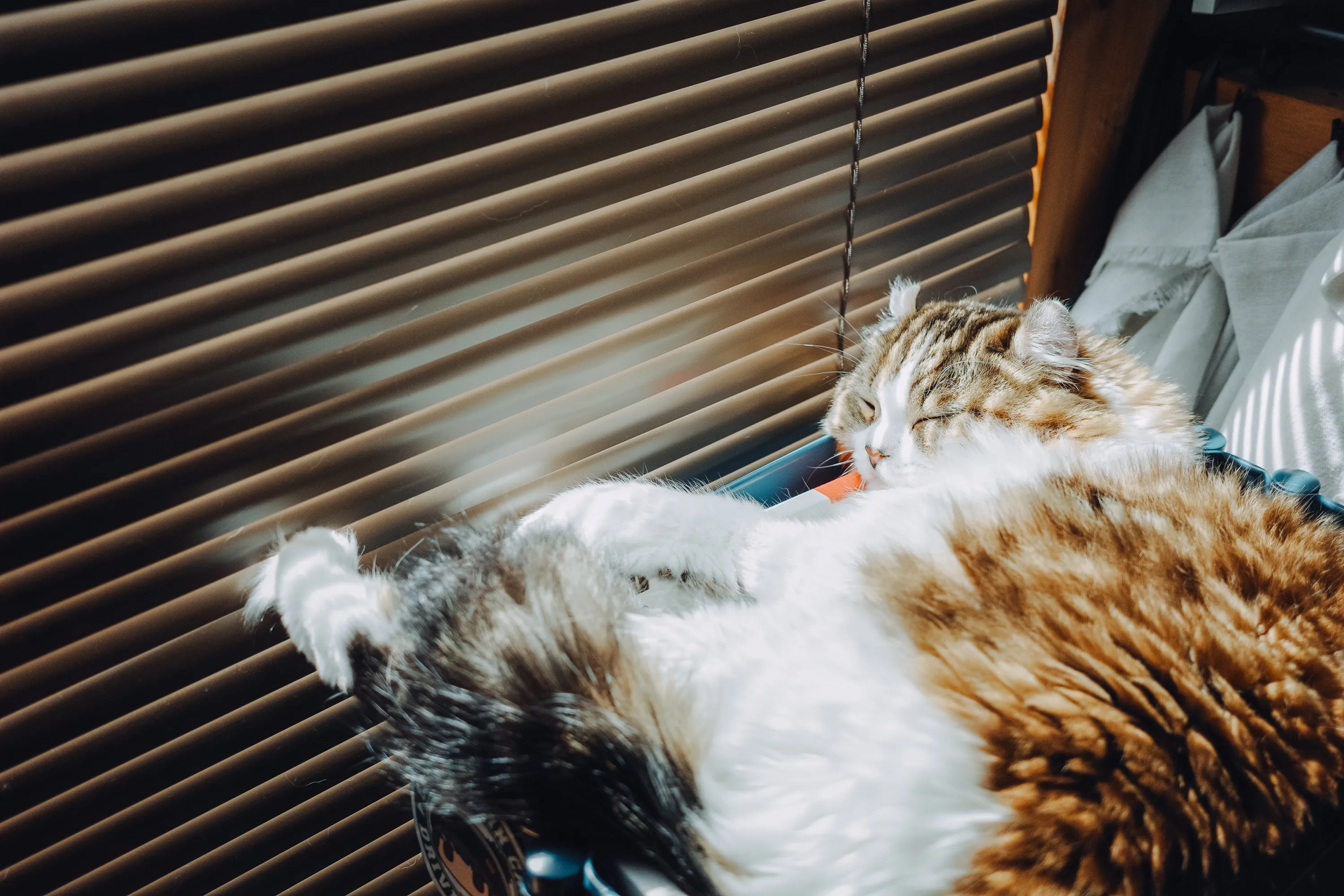 2023 — 07 — 12に撮影したあおの写真