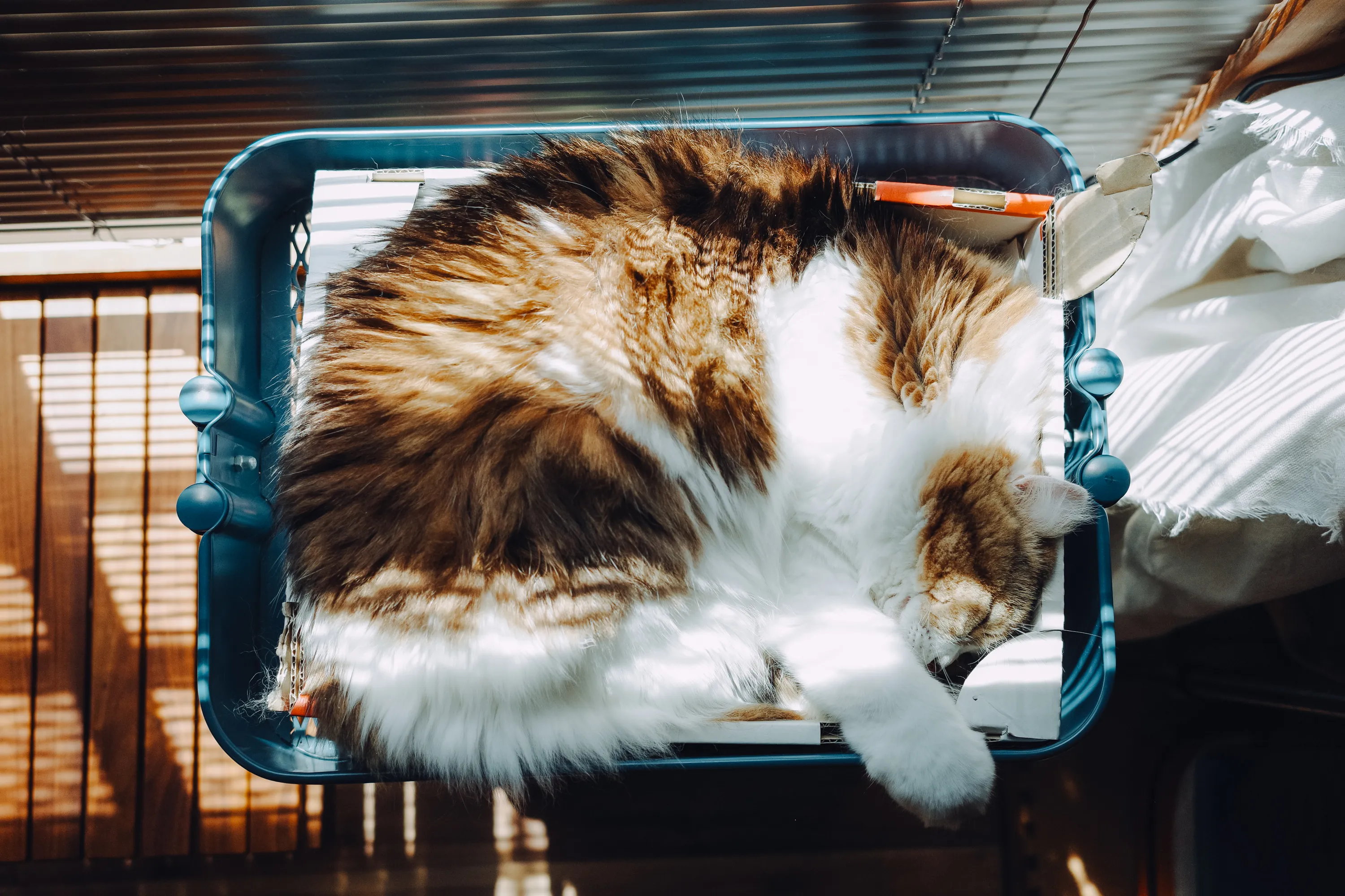 2023 — 07 — 23に撮影したあおの写真