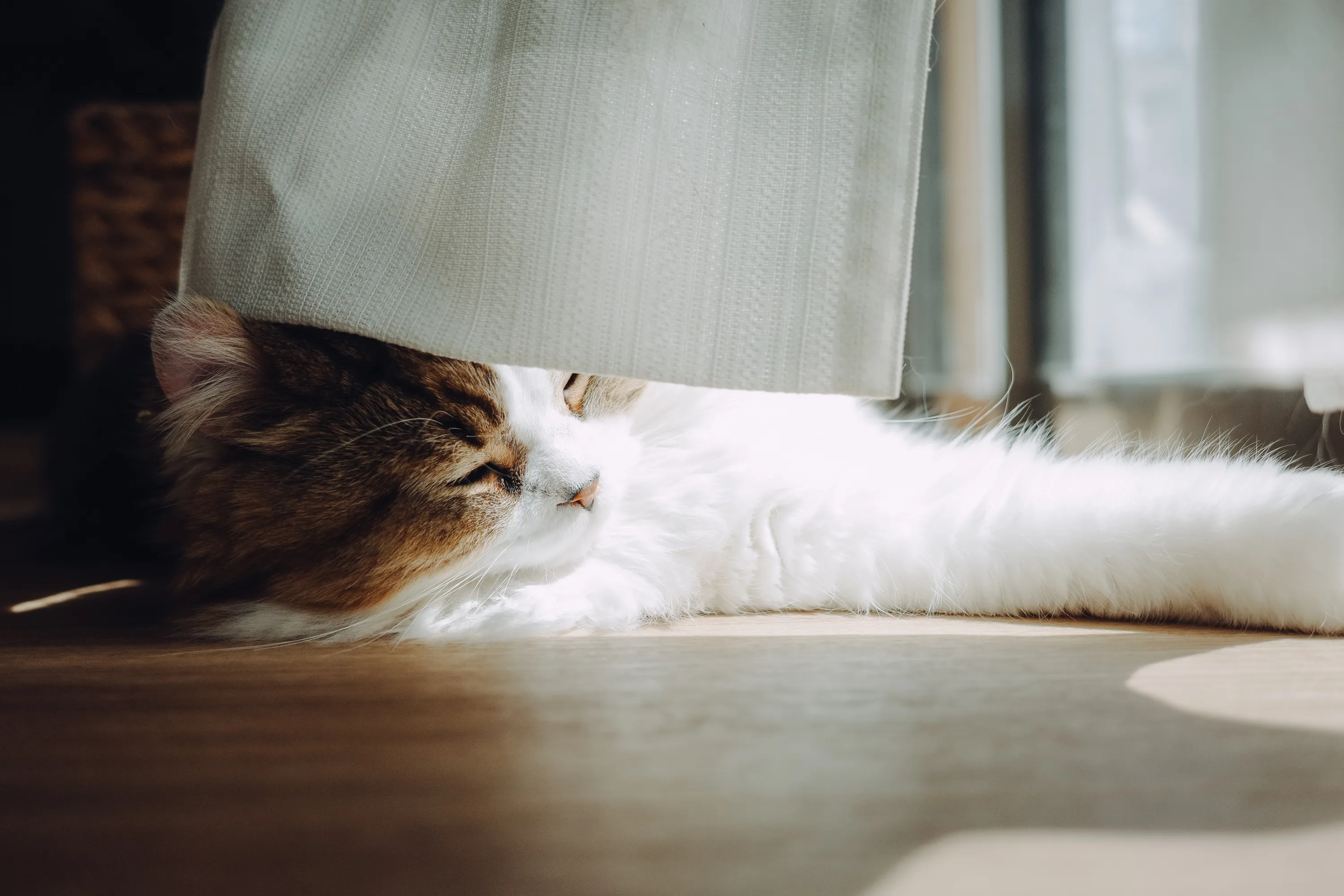2024 — 03 — 21に撮影したうみとあおの写真